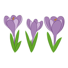 vector illustration blossom spring flower crocus blue plant of season card