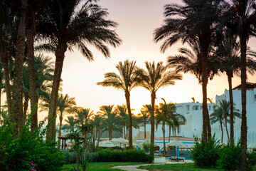 Obraz premium Landscape of date palms on the background of mountains and sky after sunset.