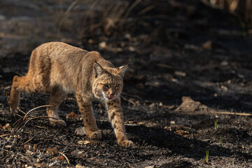 Young male bobcat licking his lips as he stalks prey in Sweetwater wetlands of Tucson, Arizona