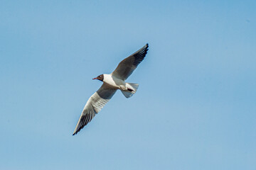 The gull flies with its wings spread. High quality photo