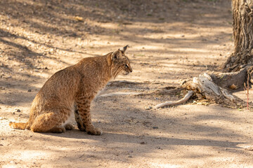 Young male bobcat kitten stalking and waiting for prey in the Sweetwater wetlands of Tucson, Arizona
