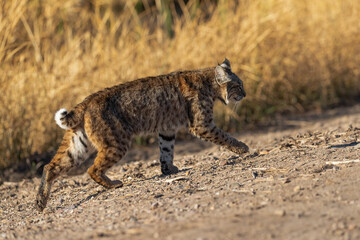Female bobcat hunting in Sweetwater Wetlands of Tucson Arizona