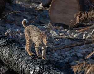 Female Bobcat hunting in Sweetwater wetlands Tucson, Arizona