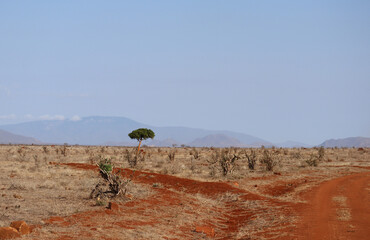 Obraz premium Tsavo