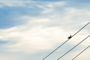 A single bird perched on a power line against the background of the sky