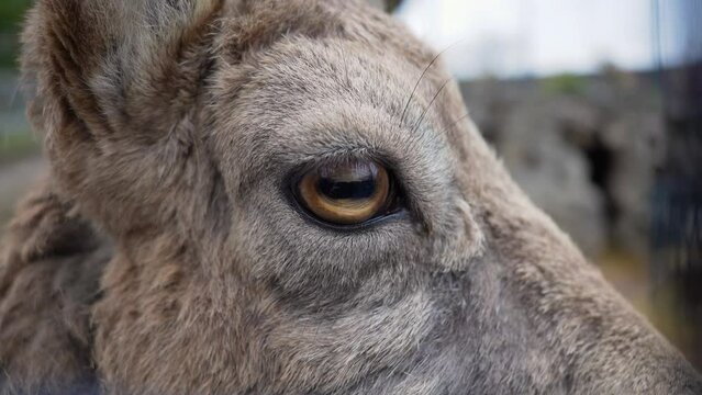 A close-up shot of a goat's eye. Around the goat can see at an angle of 180 degrees.