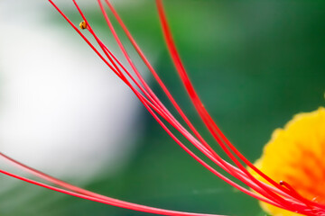 Detailaufnahme einer Caesalpinia Blüte (Pfauenstrauch) und Staubfäden