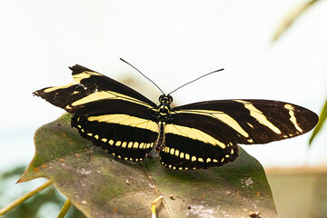 Zebra Longwing Butterfly, Zebrafalter