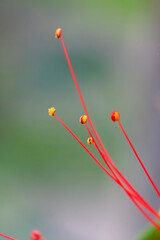 Detailaufnahme einer Caesalpinia Blüte (Pfauenstrauch) und Staubfäden
