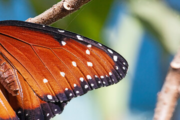 Schmetterlingsflügel in Großaufnahme