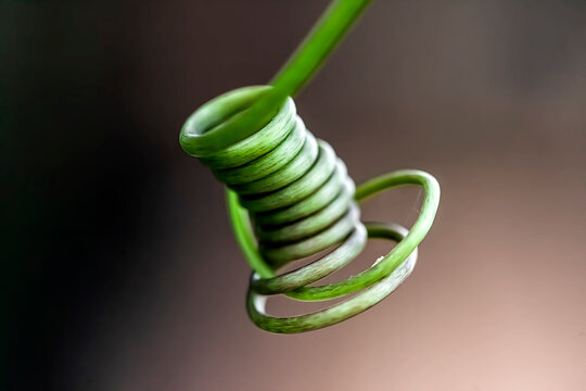 Nahaufnahme einer Ranke, Kletterpflanze, Schlingpflanze