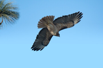 Cooper's Hawk Alighting From Pine Tree