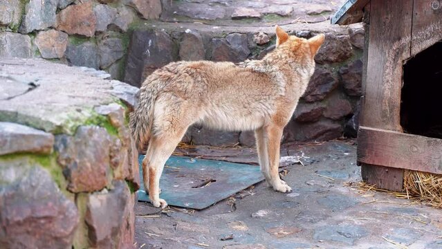 A young coyote stretching and waiting for the food they prepared for him at the Zoo.