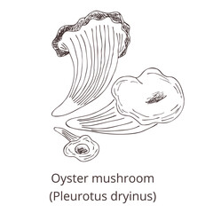 Hand drawn outline Oyster mushroom (Pleurotus dryinus). Vintage image on white background. 
Vector template for label, product packaging