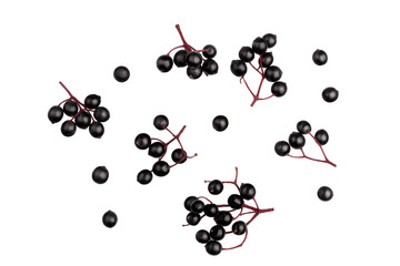 Elderberry berries on a branch, isolated on a white background, top view.