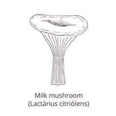 Hand drawn outline milk mushroom. Vintage image on white background. Vector template for label, 
product packaging