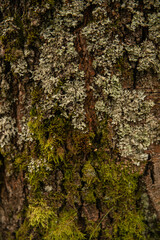texture of the bark of a moss-overgrown tree