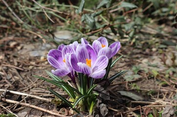 Blue crocuses bloomed in the spring flower bed.	
