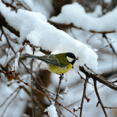 Obraz premium A tit on a tree branch covered with snow.