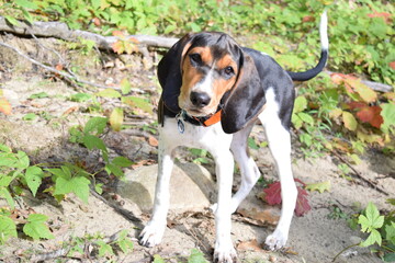 Treeing Walker Coonhound Puppy