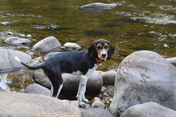 Treeing Walker Coonhound Puppy