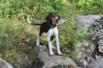 Treeing Walker Coonhound Puppy
