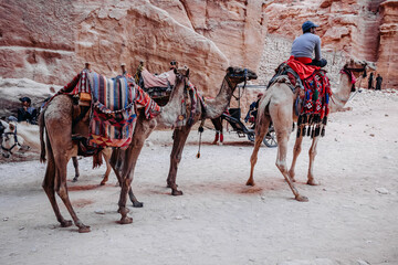Camels with colorful saddle. Camels to transport tourists in Petra. Jordan