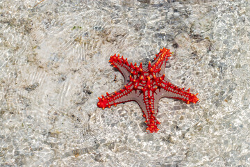 Starfish lying on the bottom of the ocean at low tide