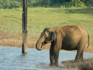 Fototapeta na wymiar Beautiful Elephants in Periyar Lake