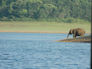 Naklejka premium Beautiful Elephants in Periyar Lake