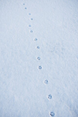 cat tracks or footprints on snow during winter time
