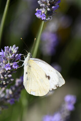 farfalla in giardino su fiori di lavanda