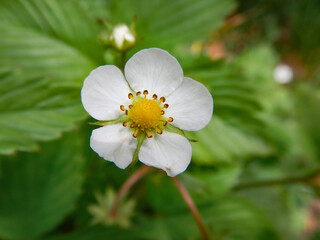 Close up of a Blooming wild Strawberry