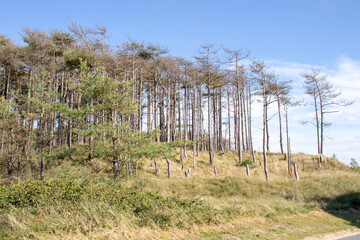 Fototapeta na wymiar Summertime trees near the beach. 