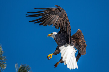 Landing Bald Eagle (Haliaeetus leucocephalus)