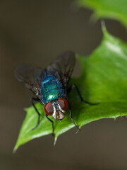 Fly on the Plant