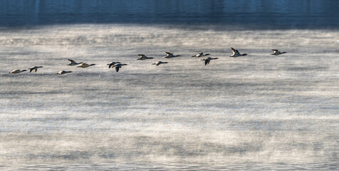 A Flock of Merganser Darting across a Lake in the Morning Mist