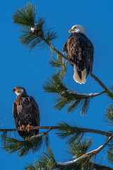 Perching Bald Eagles (Haliaeetus leucocephalus)