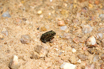 Baby African Bullfrog, Kruger National Park