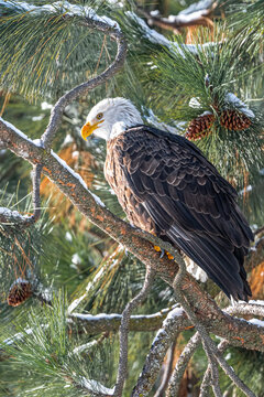 Perching Bald Eagle (Haliaeetus leucocephalus)