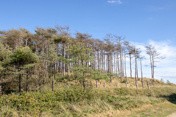 Fototapeta na wymiar Summertime trees near the beach. 