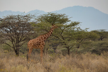 Reticulated giraffe, Giraffa camelopardalis reticulata, feeding on a tree in the Samburu National Reserve in Kenya.