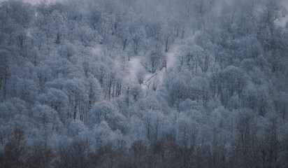 Snowed forest aerial view from drone