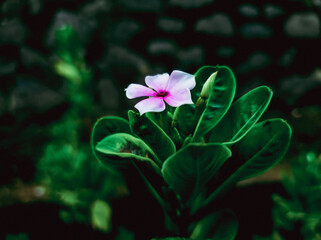 Small pink flower in the garden