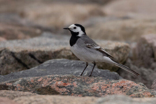 wagtail bird