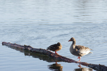 Geese stands on a tree stem in the water in a swamp area