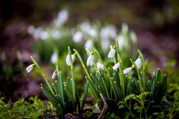 Snowdrops bloomed in spring