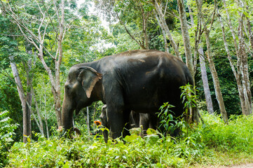 Fototapeta na wymiar Elephant in the sanctuary in Thailand.