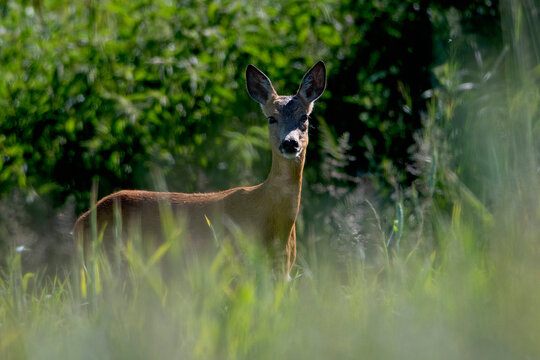 deer 