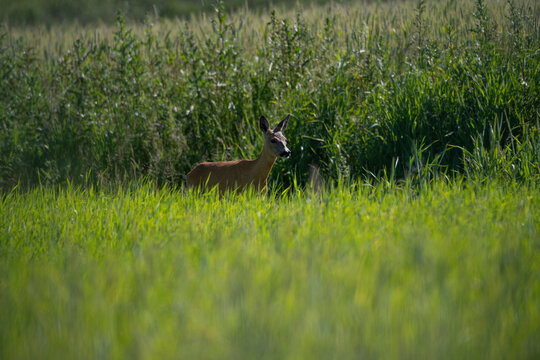 deer 